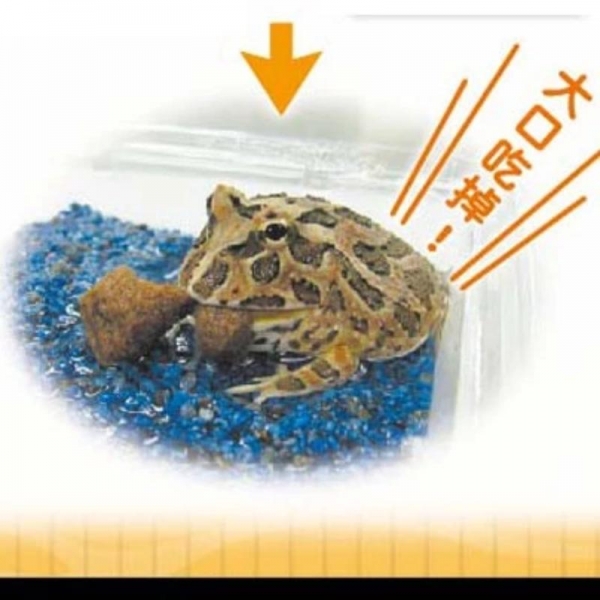 Hikari 角蛙飼料40g