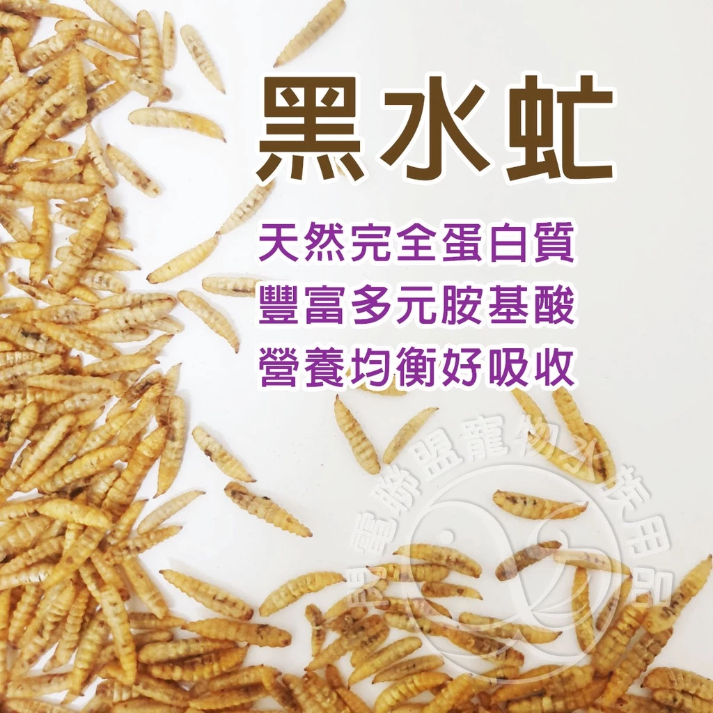 黑水虻蟲乾