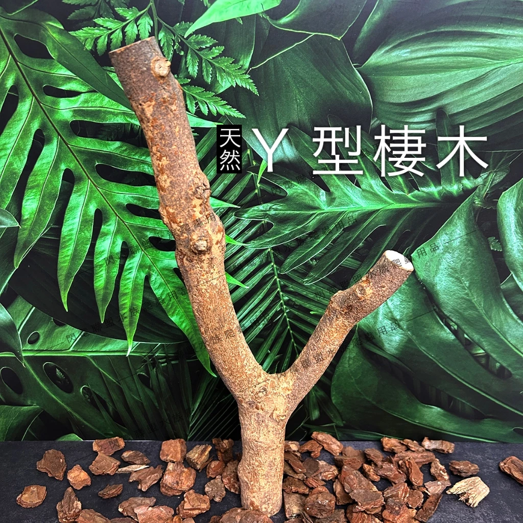 樹棲守宮天然棲木