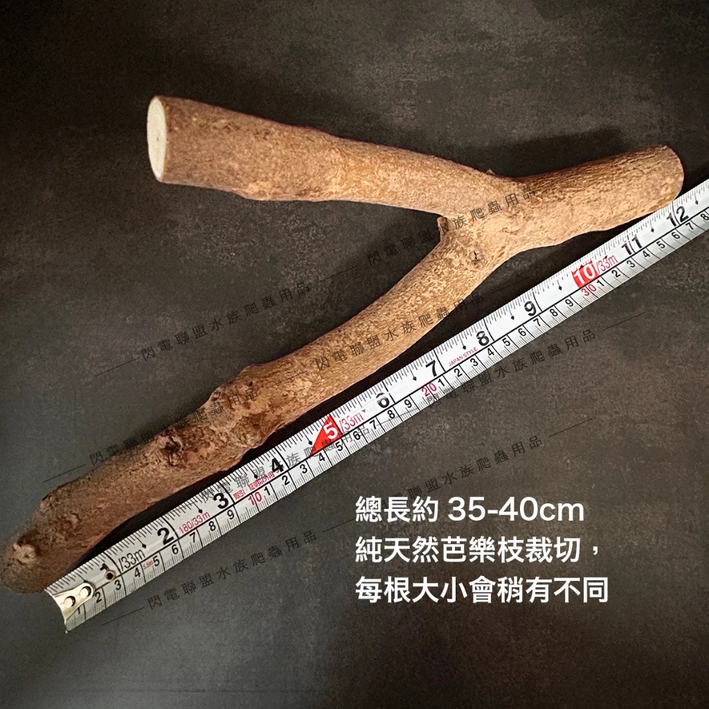 樹棲守宮天然棲木