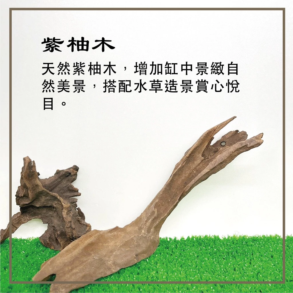 紫柚木