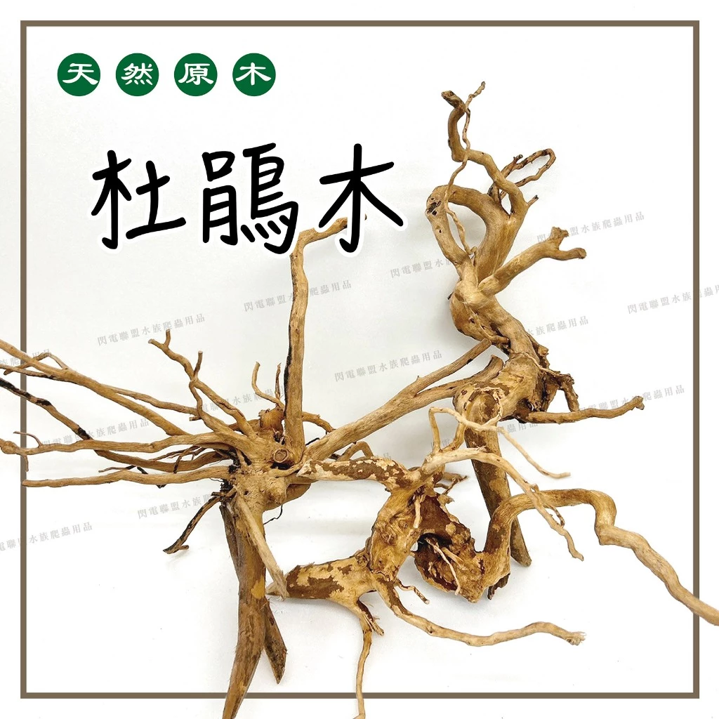 杜鵑木 