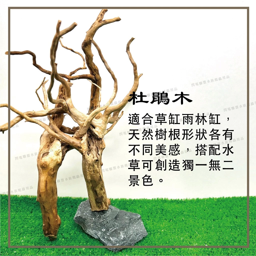 杜鵑木 