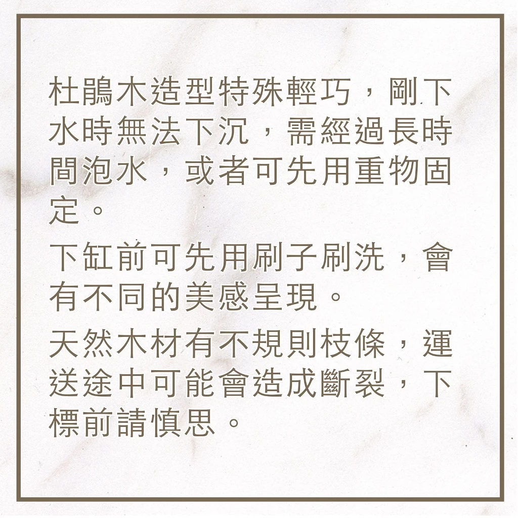 杜鵑木 
