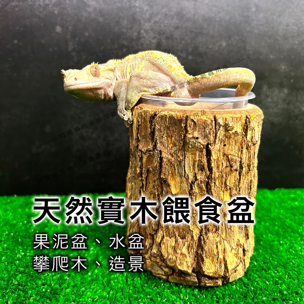 爬蟲實木餵食盆