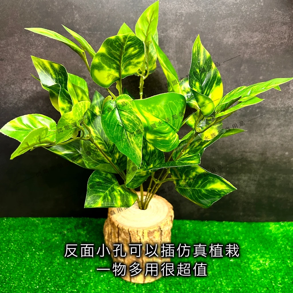 爬蟲實木餵食盆