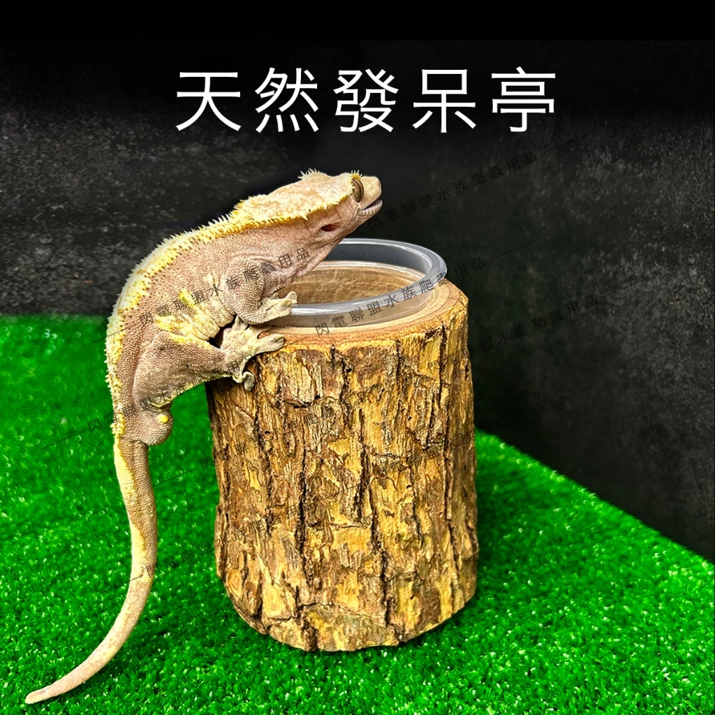 爬蟲實木餵食盆