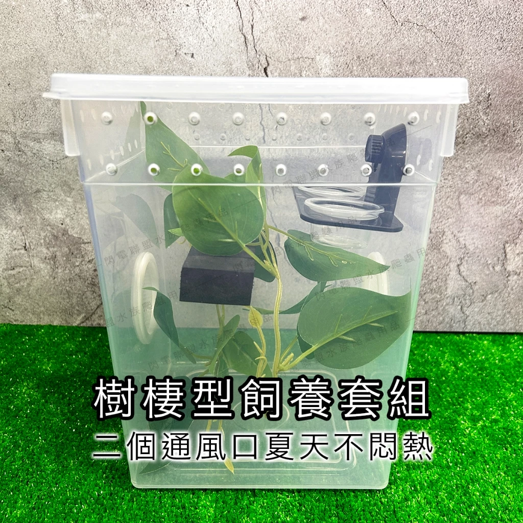 樹棲守宮飼養套組