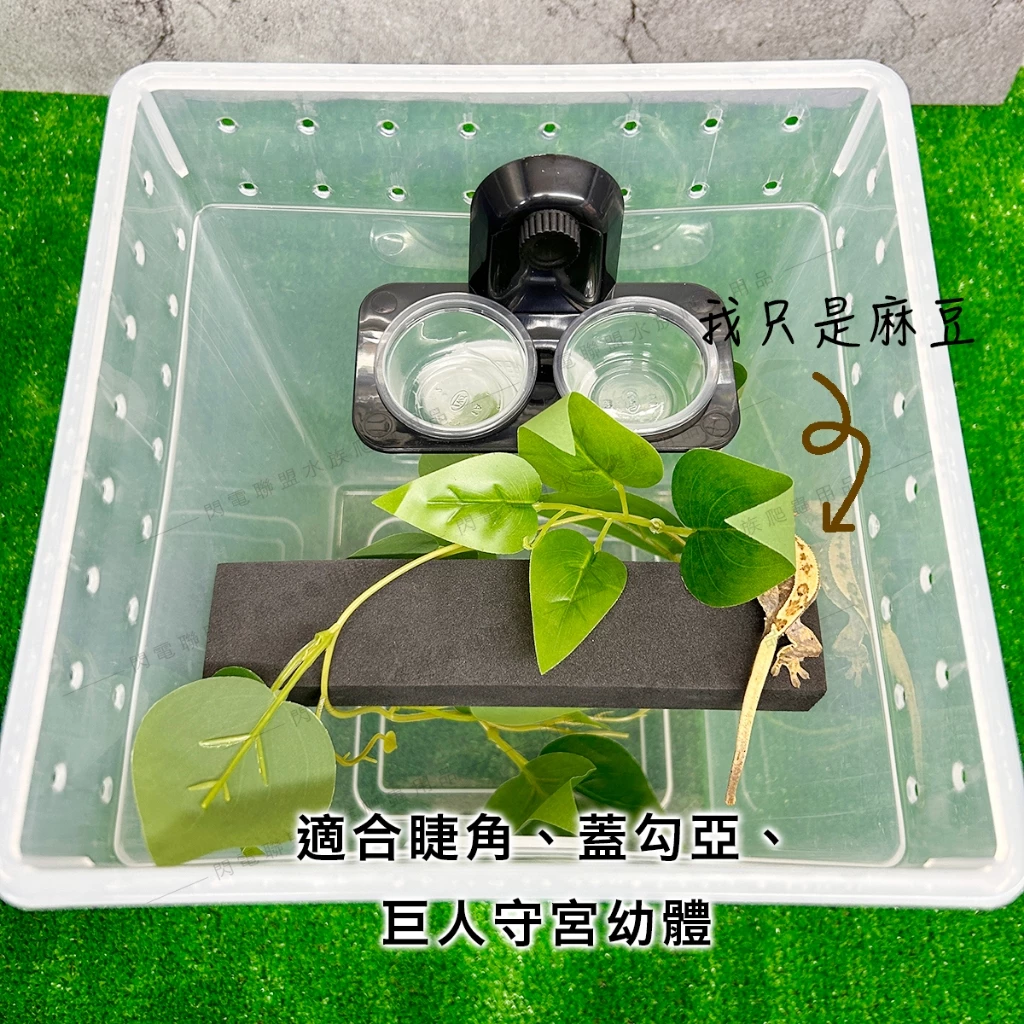 樹棲守宮飼養套組