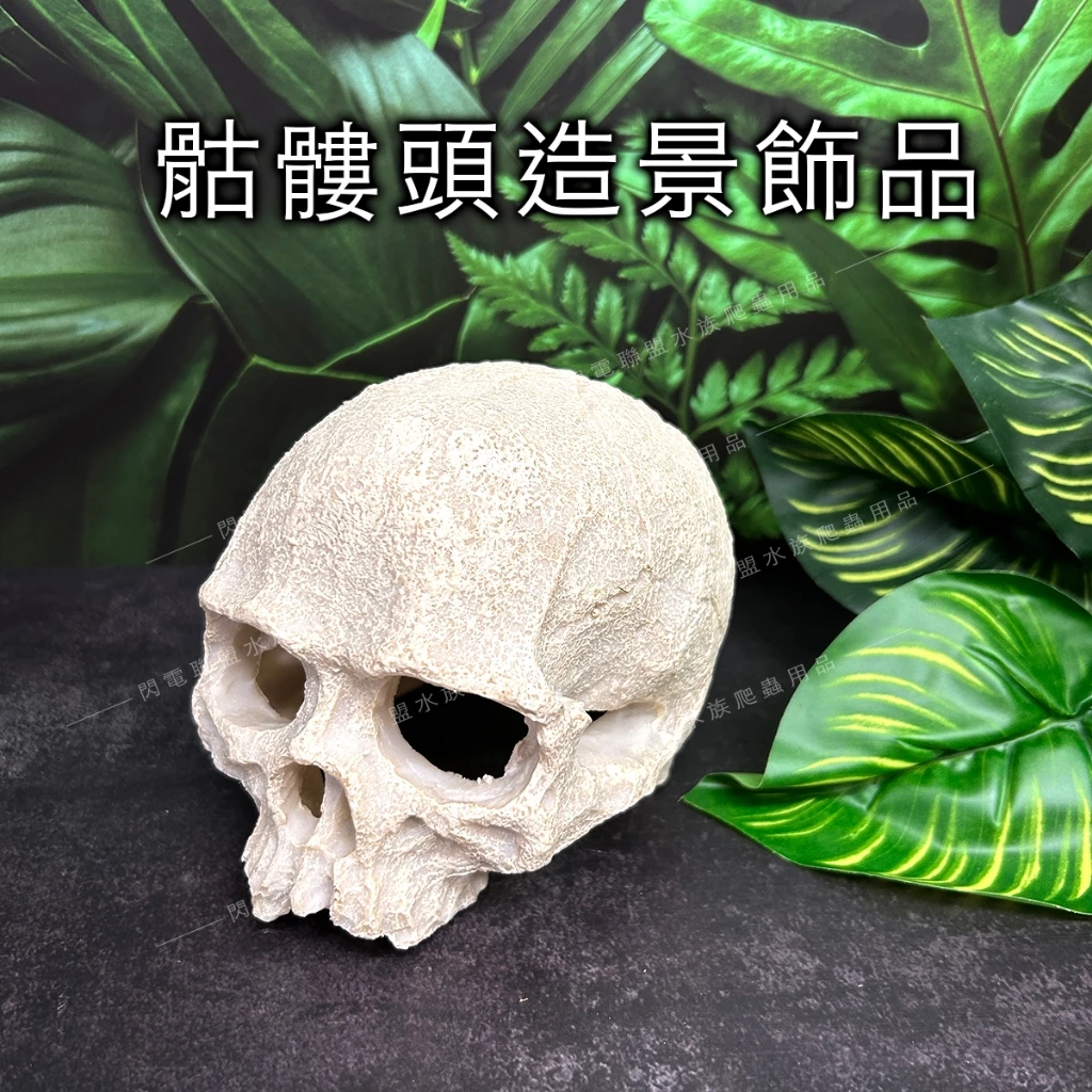 仿真骷髏頭骨 
