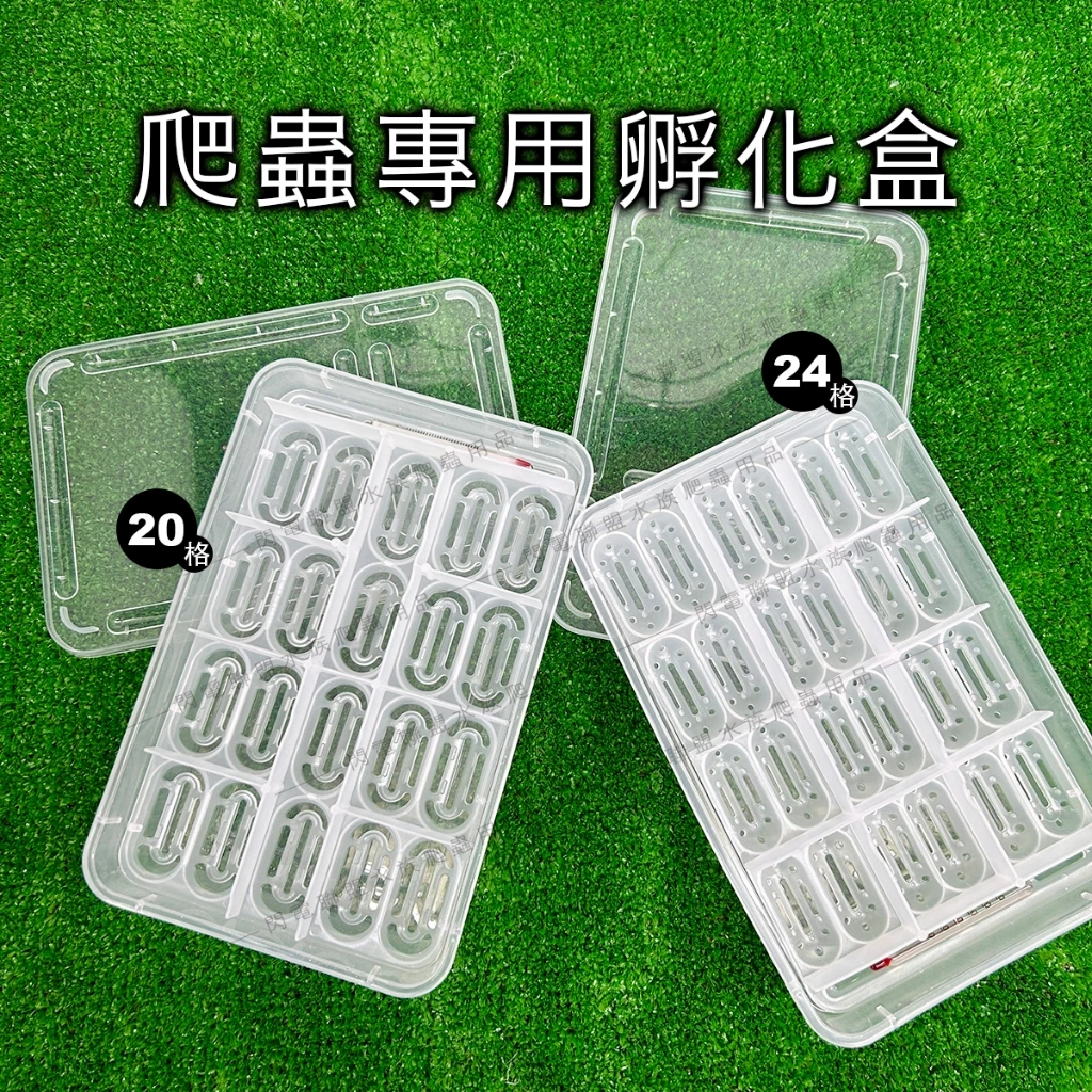 爬蟲孵蛋盒