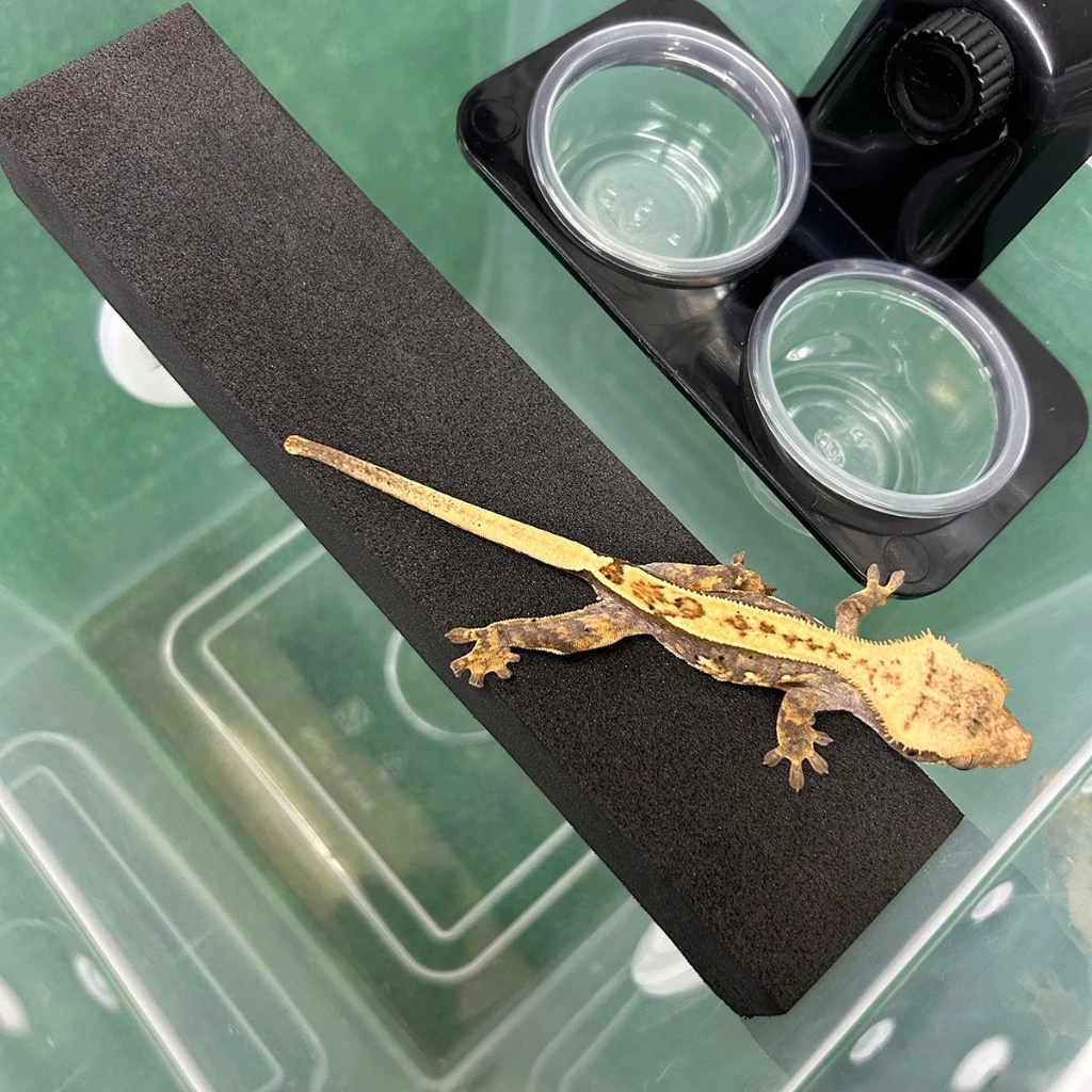 樹棲守宮攀爬棒