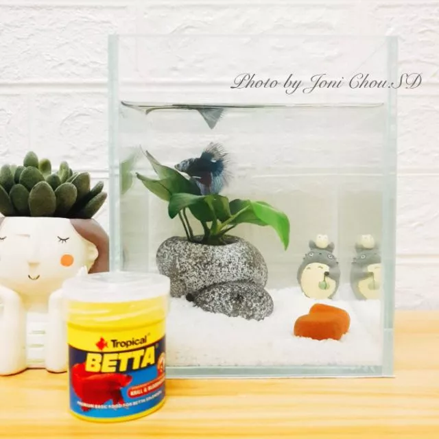 UP 多功能石頭水草盆