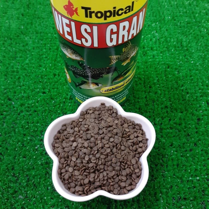 Tropical 抗緊迫鼠魚、底棲魚主食 